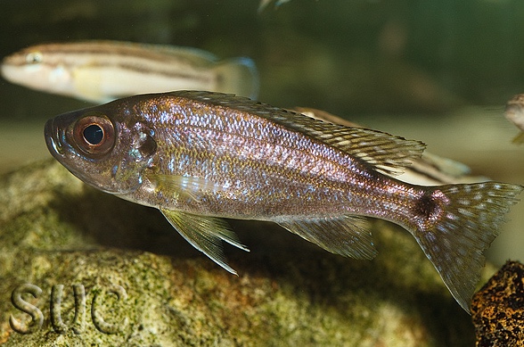 Haplotaxodon trifasciatus